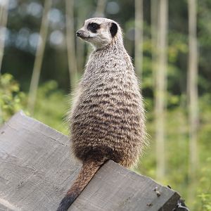 Meerkat (Suricata suricatta), 2024-04-06