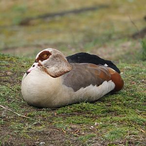 Feral Egyptian goose (Alopochen aegyptiaca), 2024-04-06