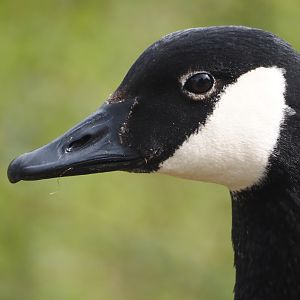 Feral Canada goose (Branta canadensis), 2024-04-06