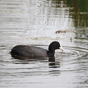 Wild Eurasian coot (Fulica atra), 2024-04-06