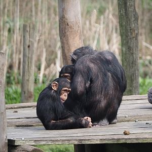 Chimpanzees (Pan troglodytes), 2024-04-06