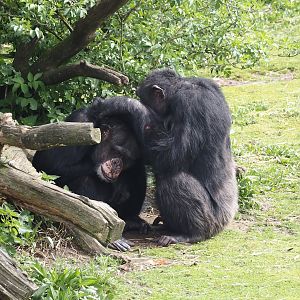 Chimpanzees (Pan troglodytes), 2024-04-06