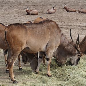 Common eland bull (Taurotragus oryx), 2024-04-06