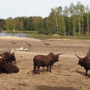 Ankole-Watusi cattle, Southern white rhinoceroses and Blesbok, 2024-04-06