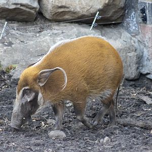 Red River Hog