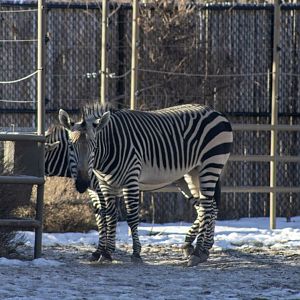 Hartmann's Mountain Zebras