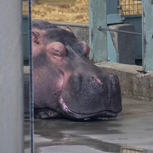 Hippopotamus