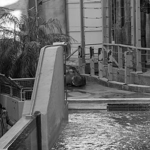 Indoor Hippopotamus and Giraffe Exhibit