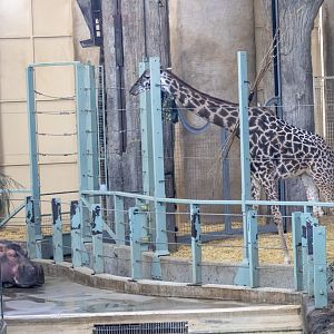 Hippopotamus and Giraffe