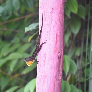 Brown Anole (Anolis sagrei)