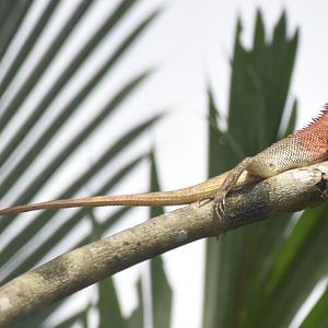 Changeable Lizard (Calotes versicolor)
