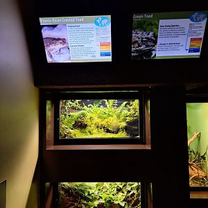 Puerto rican crested and green toad enclosures