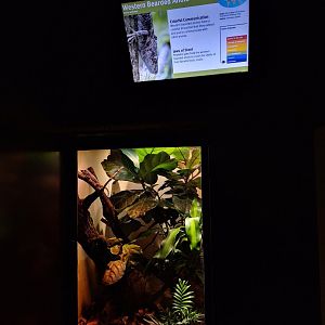 Bearded anole enclosure