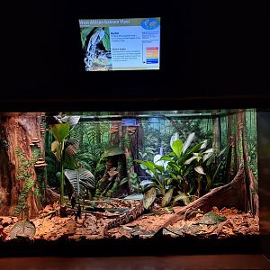 West African Gaboon Viper enclosure