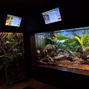 Diamondback Rattlesnake and Island Pitviper enclosures