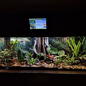 Central American Bushmaster enclosure