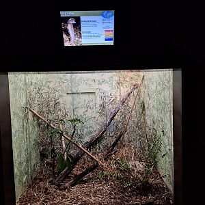 King Cobra enclosure