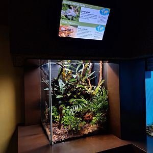 Malagasy herps terrarium