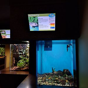 Lake Titicaca frog aquarium