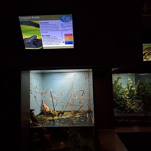 Tentacled snake enclosure