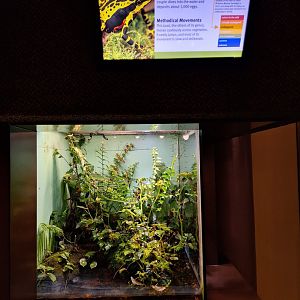 Atelopus limon 'Wampucrum' terrarium