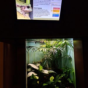 Andean Marsupial Frog enclosure