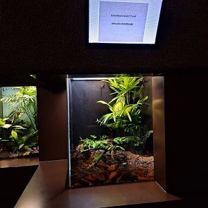 Colombia Giant Toad enclosure