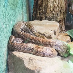 Cuban tree boa (Chilabothrus angulifer), 2023-08-17