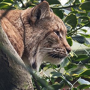 Carpathian Lynx