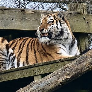 Amur Tiger