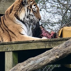 Amur Tiger eating