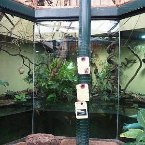 Red-bellied tamarin, Alligator gar and Cichlids exhibit, 2023-08-17