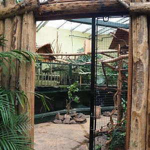 Cuvier's dwarf caiman and Tambaqui exhibit, 2023-08-17
