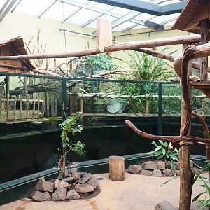 Cuvier's dwarf caiman and Tambaqui exhibit, 2023-08-17