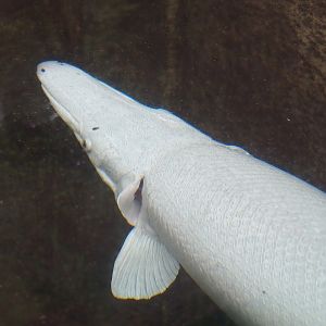 White Alligator gar (Atractosteus spatula), 2023-08-17
