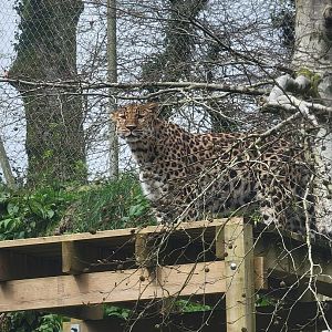 Amur Leopard
