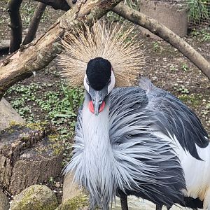 Grey Crowned Crane
