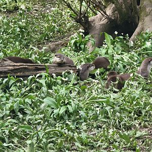 Asian Short-Clawed Otters