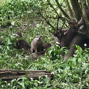 Asian Short-Clawed Otters