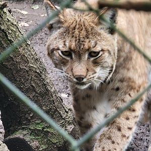 Carpathian Lynx