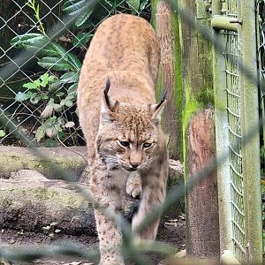 Carpathian Lynx