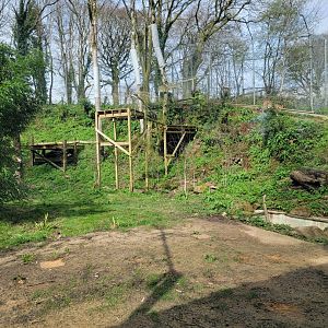 Amur Leopard exhibit