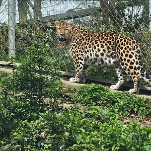 Amur Leopard
