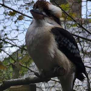Laughing Kookaburra
