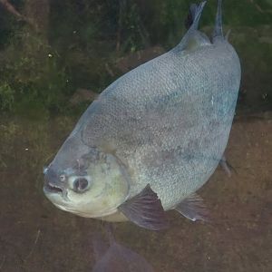 Tambaqui (Colossoma macropomum), 2023-08-17