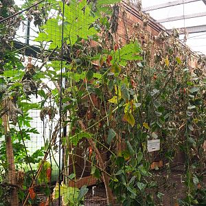 Tamarin exhibit, 2023-08-17