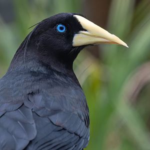 Crested oropendola (Psarocolius decumanus)