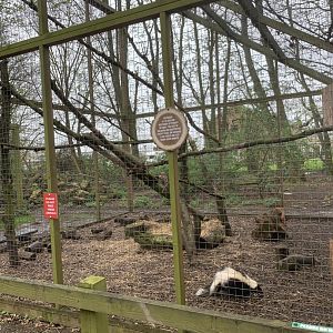 Skunk and porcupine exhibit