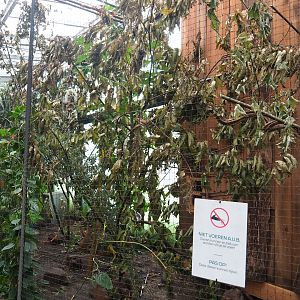 Golden-headed lion tamarin exhibit, 2023-08-17