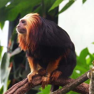 Golden-headed lion tamarin (Leontopithecus chrysomelas), 2023-08-17